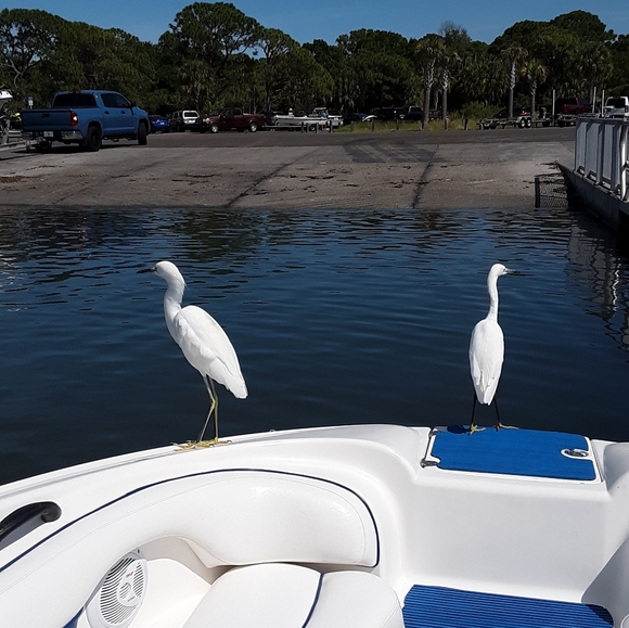 Meet your Posher, Rose - Picture 9 of 12